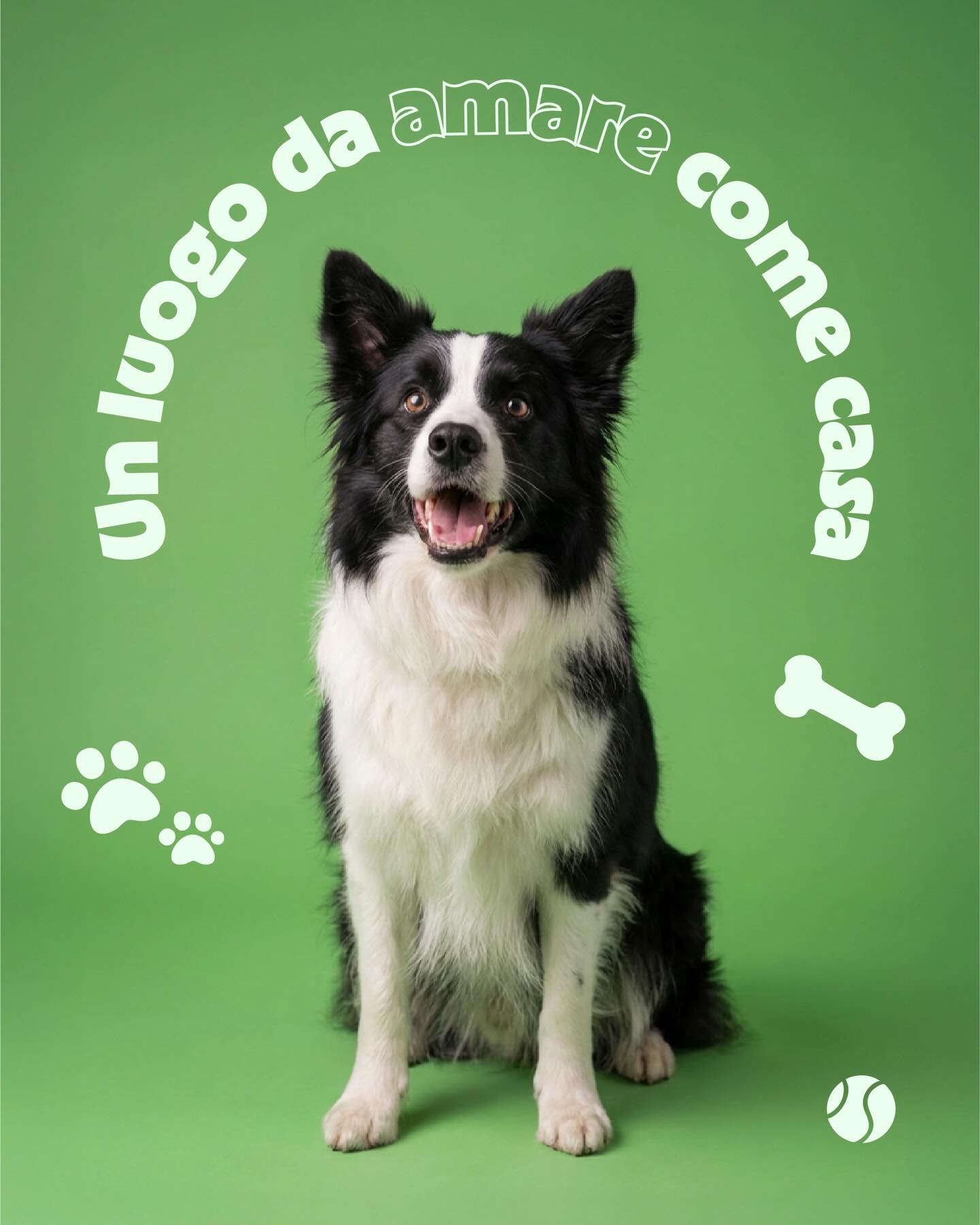 Border collie bianco e nero seduto, con lo sguardo attento, su fondo verde