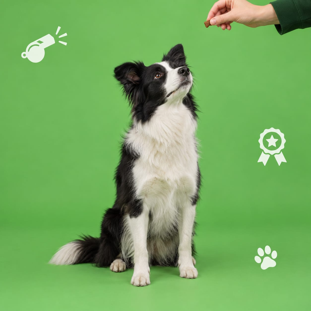 Border collie seduto e attento che guarda la mano di una persona con il premio